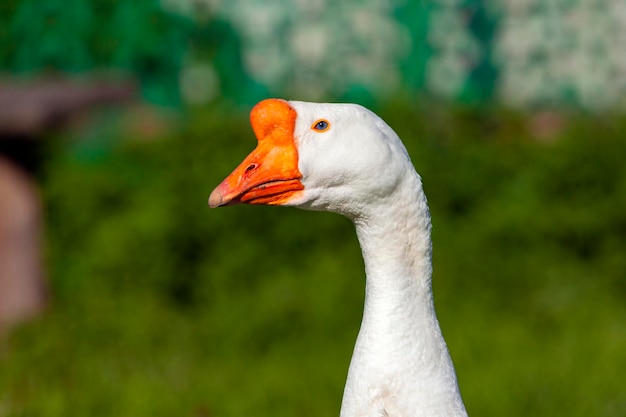 Une oie avec un bec rouge et un bec orange