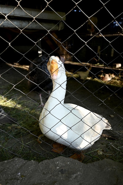 Photo oie blanche dans une cage réserve de ferme de campagne animaux de compagnie clôture en treillis