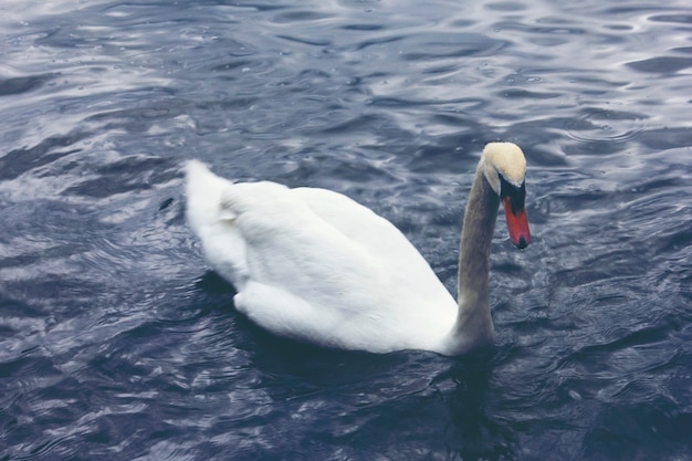 Oie blanche flottant dans l&#39;eau