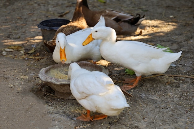 Oie blanche mange dans le jardin