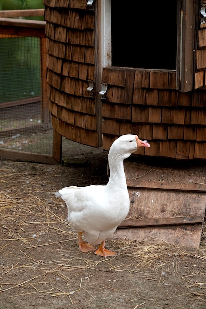 Oie blanche marchant devant une grange en bois dans une ferme