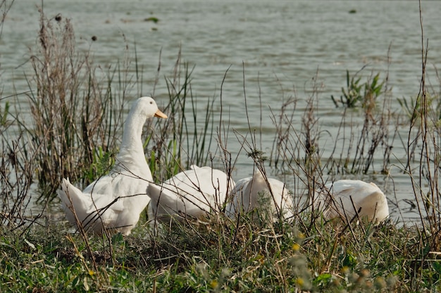 Oie Blanche Près Du Lac. Oie De Canard Dans La Nature Pour Durer Une Heure. Un Troupeau D'oies Blanches Profitant De Leur Temps De Copain Ensemble