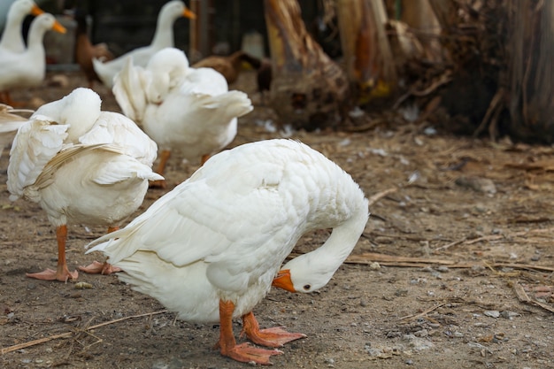 L'oie blanche reste en été à la ferme en Thaïlande