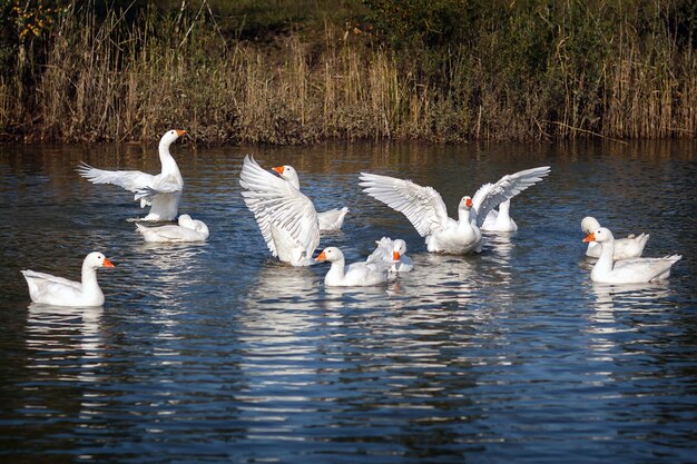 L'oie blanche va nager dans l'étang et battre ses belles ailes