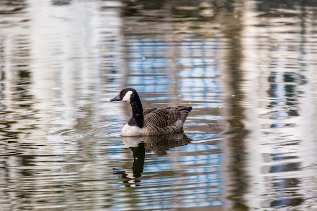 Photo oie canadienne dans l'eau