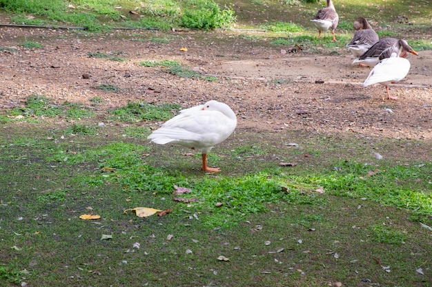 Une oie cendrée dormant sur l'herbe