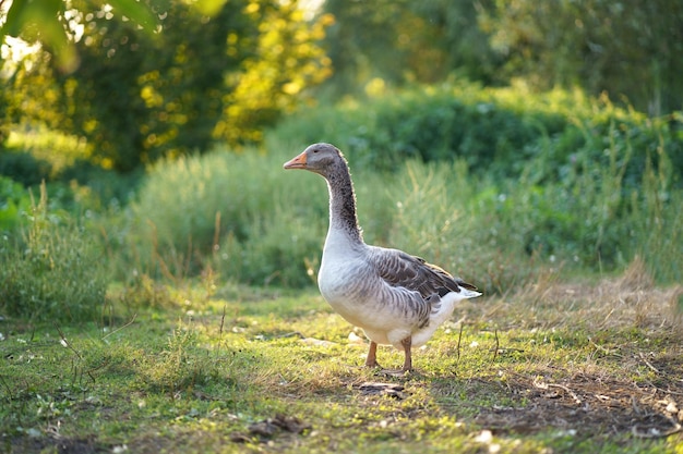 Oie domestique Goose farm oies profitez d'une promenade matinale dans la ferme