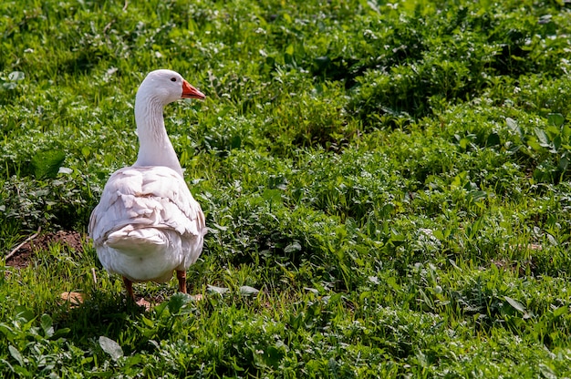 Oie domestique paissant sur un pré paysage agricole rural vert d'été