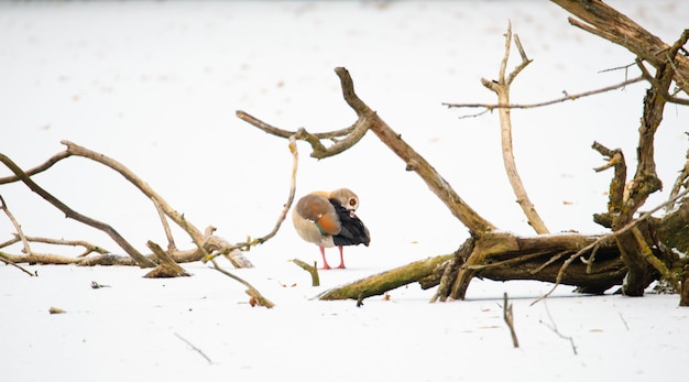 Oie égyptienne, Alopochen aegyptiaca sur un étang gelé et couvert de neige, oiseaux en hiver