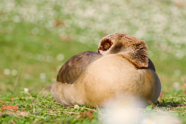 Une oie égyptienne se reposant sur la prairie verte