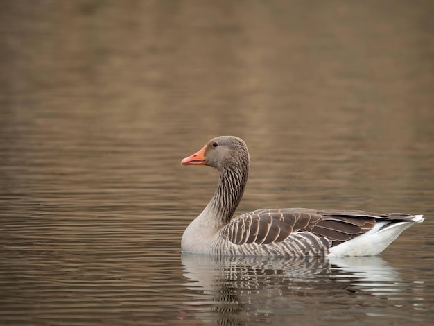 Oie grise sur l'eau avec des roseaux en arrière-plan