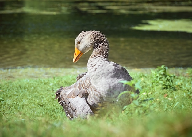 Oie grise sur l'herbe.