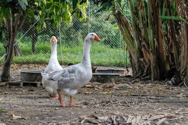 oie grise marchant dans une ferme en Thaïlande