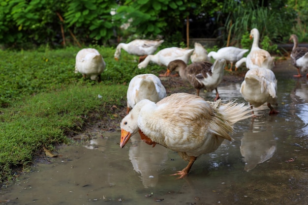 L'oie de groupe mange de l'herbe dans le jardin de la ferme naturelle après un jour de pluie