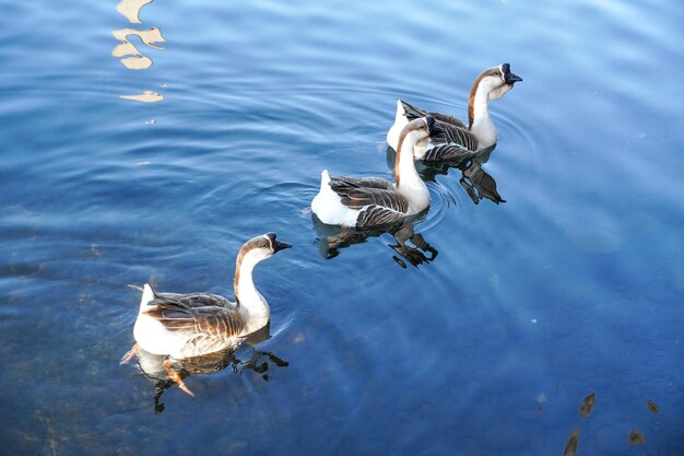 Oie sur un lac Oiseau Grey lag Goose