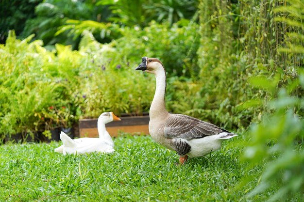 Oie mâle debout et cherche un ennemi pour protéger son couple dans le jardin à midi