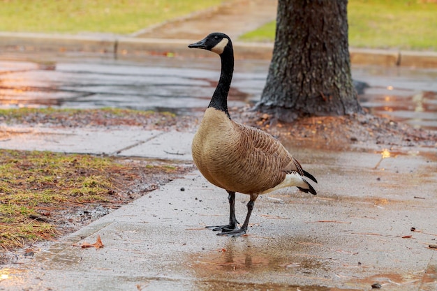 Oie marchant sur le trottoir sous la pluie