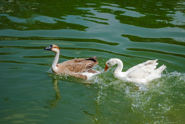 Une oie nage dans un étang avec une oie dans l'eau.