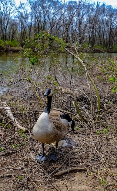 oie sur un nid avec des œufs sur une île parmi les arbres