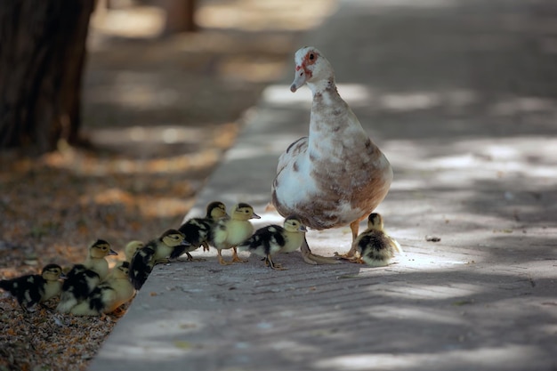 Une oie avec des oisons traverse la route dans le parc