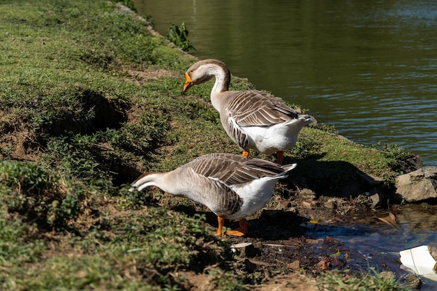 Oie sur les rives du lac Comary Journée ensoleillée avec beaucoup de vent Dans la région il y a beaucoup d'animaux comme celui-ci au milieu de la nature Région montagneuse de Rio de Janeiro Brésil