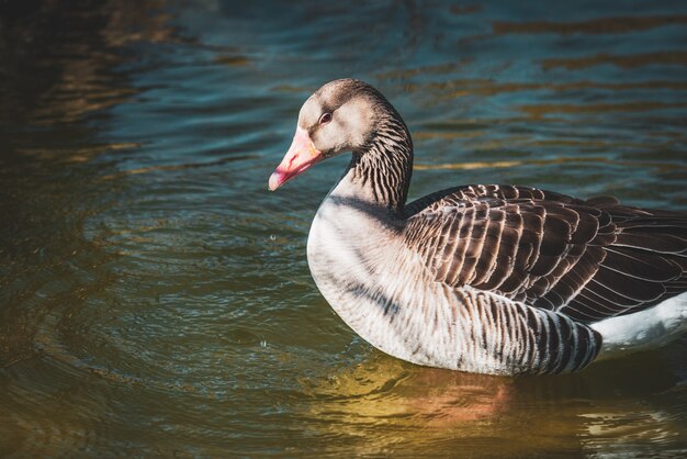 Oie sauvage nageant dans un lac d'un parc urbain