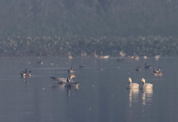 Photo l'oie à tête découverte anser indicus est un oiseau migrateur de l'inde.