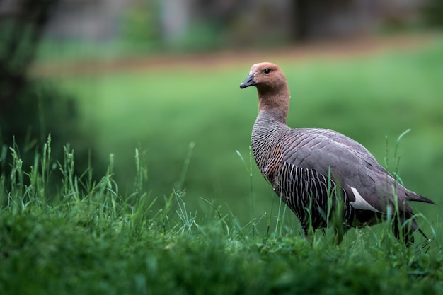 Oie à tête rousse