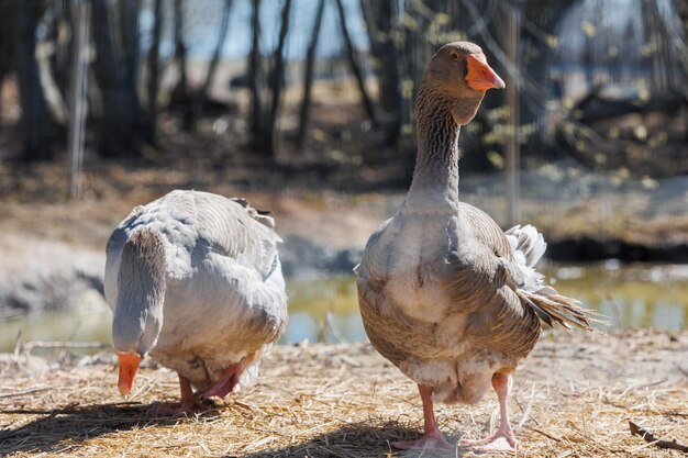 Oies au bord de l'étang dans une écoferme