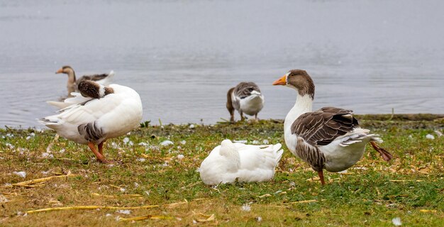 Oies au bord de la rivière. Oiseaux de ferme_