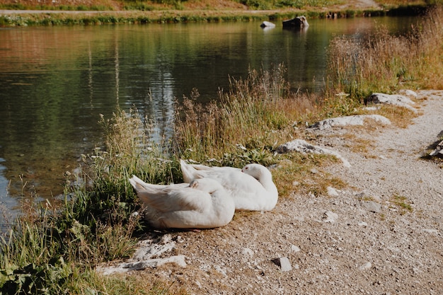 Oies au bord de la rivière