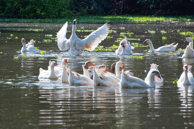 Oies belles oies s'exhibant sur un lac dans une petite ville du Brésil mise au point sélective de la lumière naturelle
