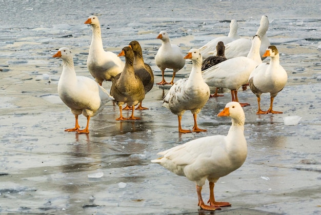 Des oies blanches et brunes marchent sur la glace d'un lac gelé