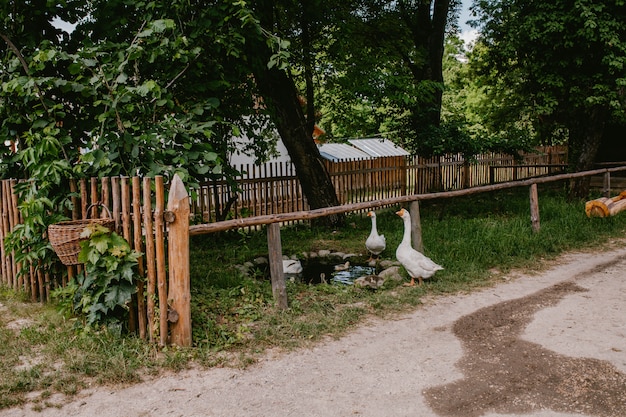 Oies blanches à une clôture en bois dans le village