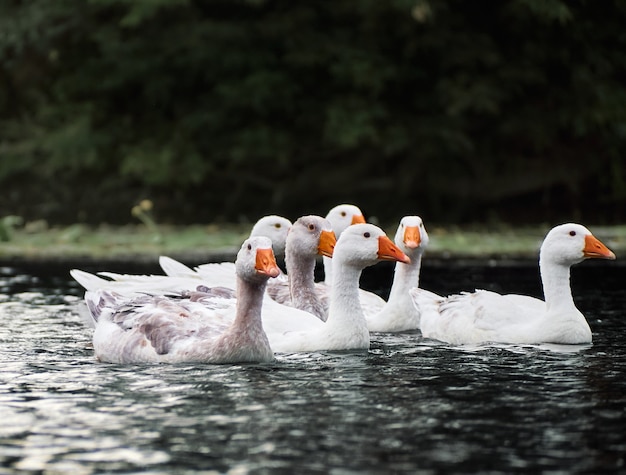 Oies blanches dans une rivière.