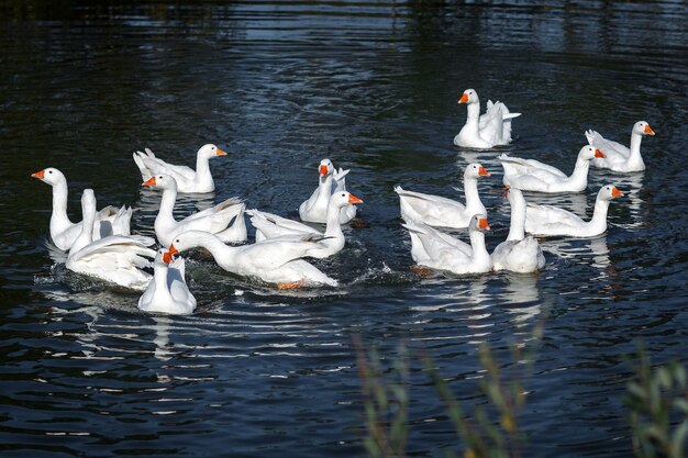 Les oies blanches nageant dans l'eau bleu foncé