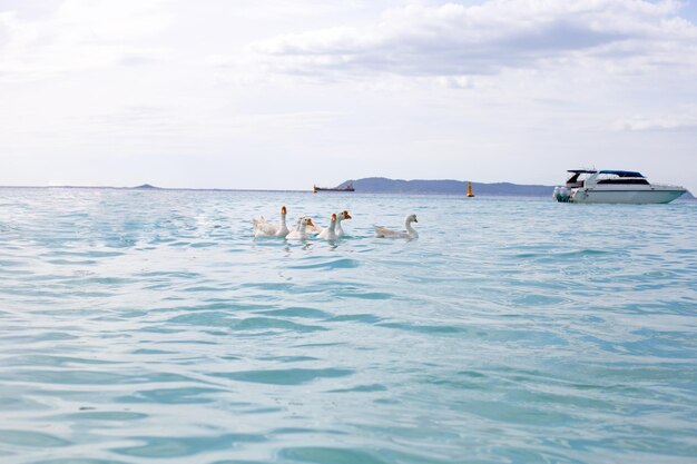 Des oies blanches nageant dans la mer Plage de Tien Koh Larn Pattaya Thaïlande