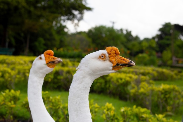 Oies blanches se nourrissant dans le parc