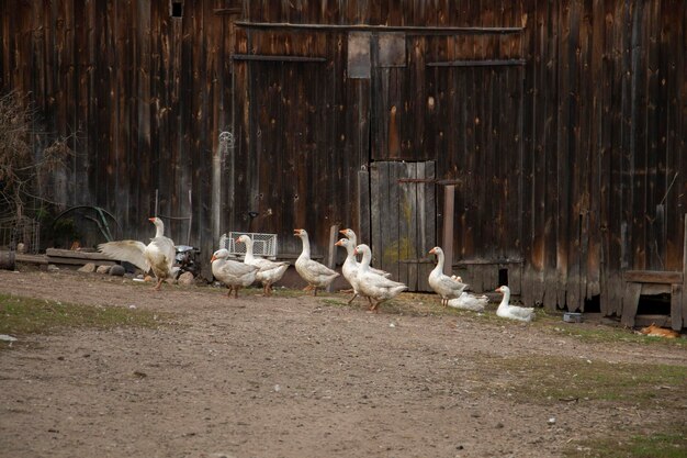 Photo les oies à la campagne