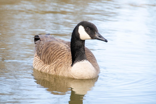 Les oies canadiennes Branta canadensis sur le lac