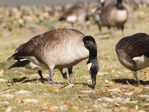 Oies canadiennes sur l'herbe.