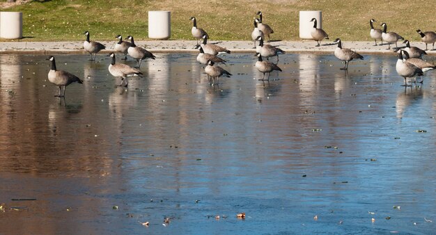 Oies canadiennes sur le lac gelé.