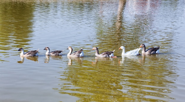 Oies cendrées nageant en rang dans le lac