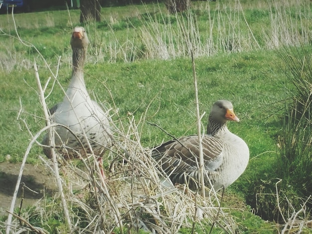 Photo des oies sur un champ herbeux