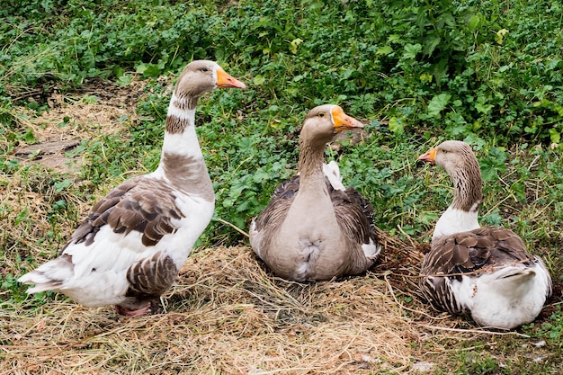 Oies domestiques sur l'herbe dans la cour