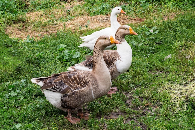 Oies domestiques marchant dans la cour