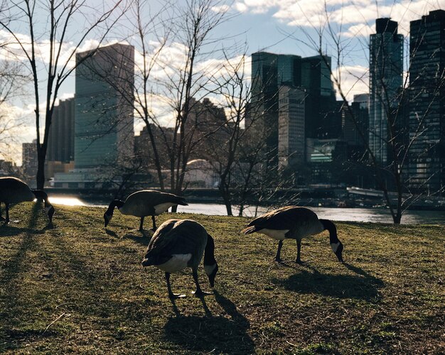 Photo les oies du canada ont porté plainte contre des bâtiments de la ville.