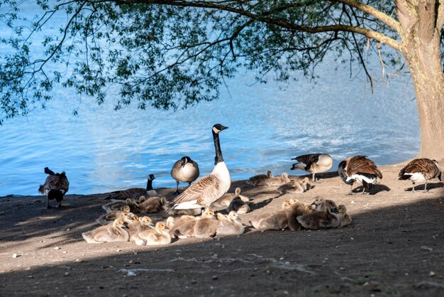 Oies matures gardant les oisons sur la rive du lac au début du printemps