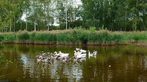 Les oies nagent dans l'eau.