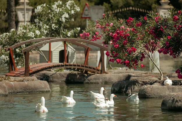 Les oies nagent dans un étang du parc de la ville